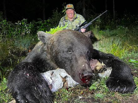 Oso pardo en bosque estonio